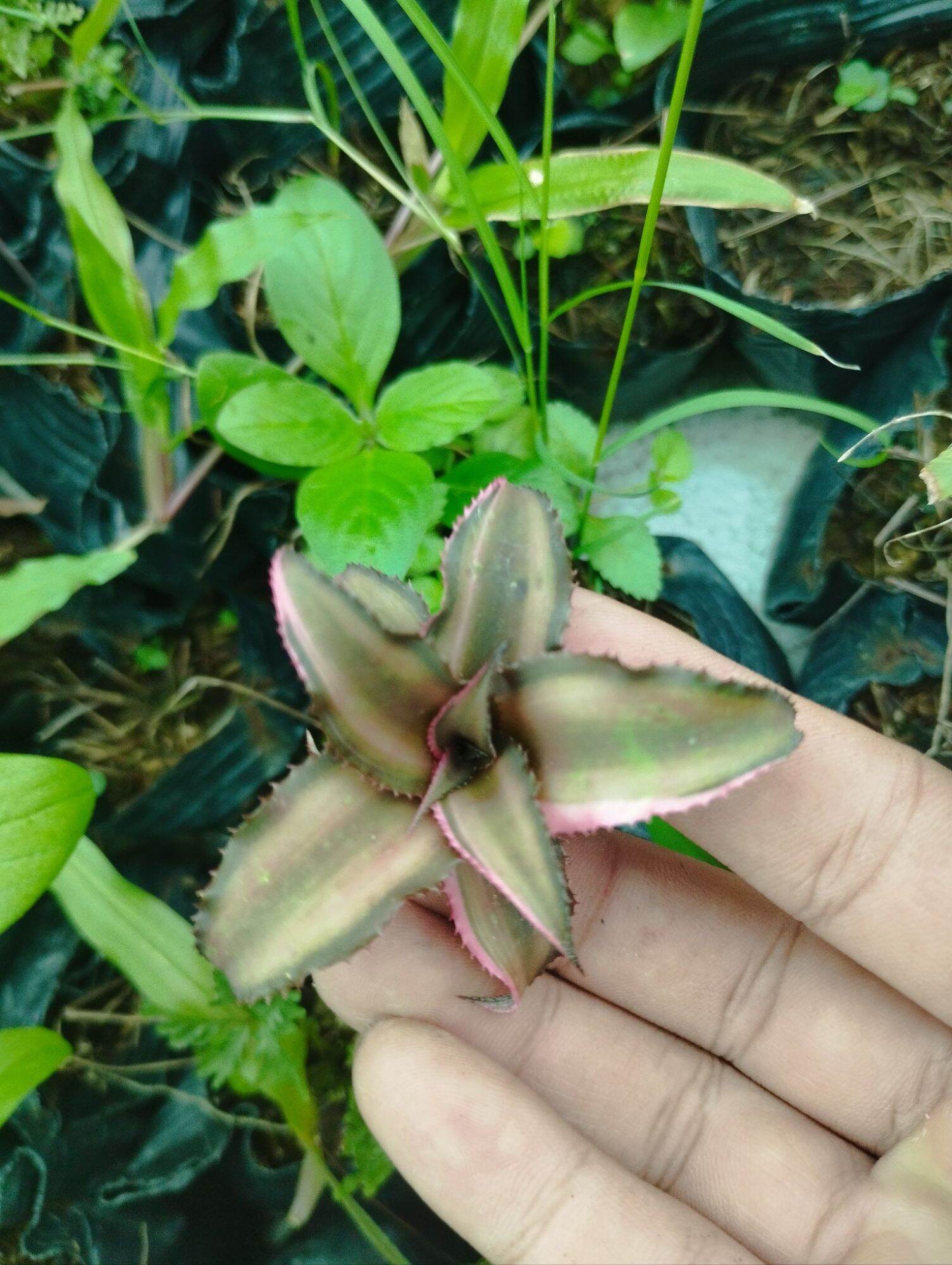 Dứa phụng mini bẻ con 3 5cm