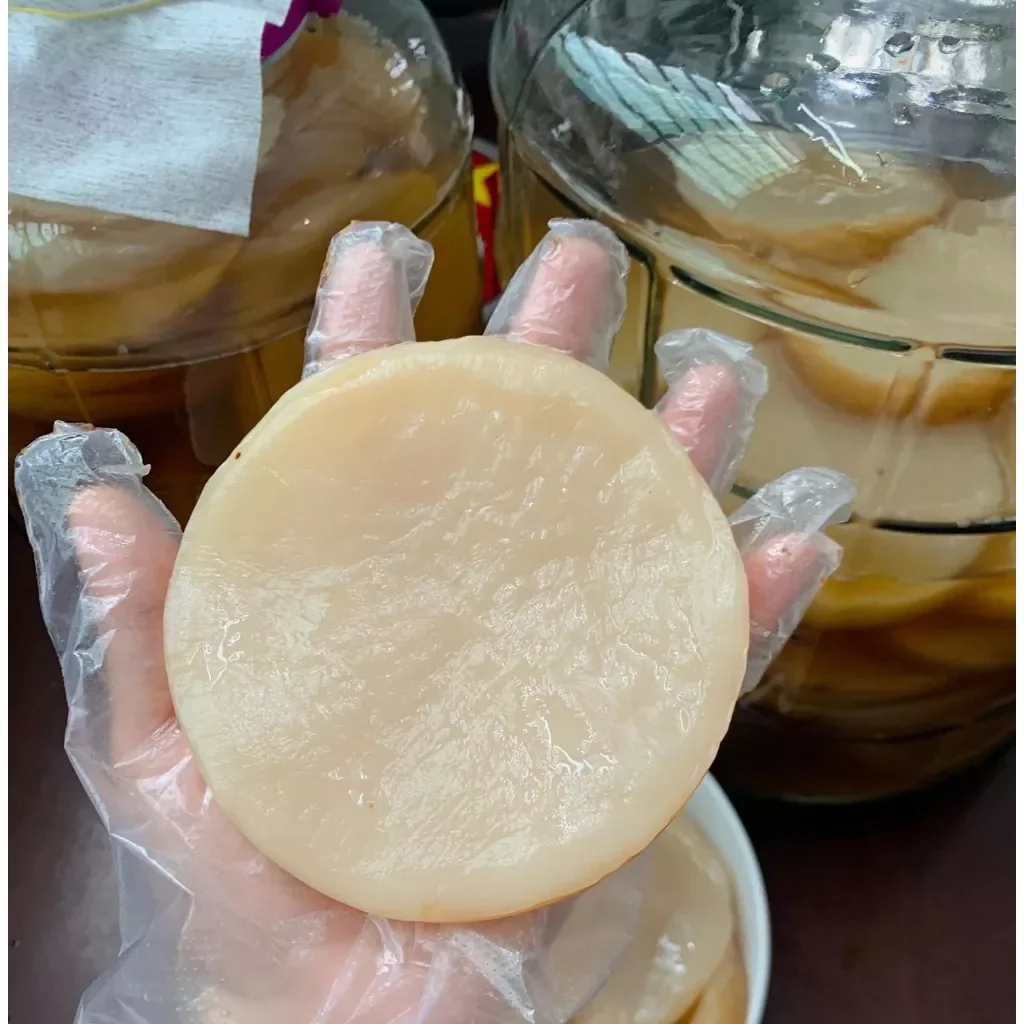 Scoby + Nước Mồi Làm Trà Kombucha combo 2 Con Nấm ( Kèm Cẩm Năng Hướng Dẫn Nuôi Chi Tiết Và Bảo Hành Nuôi Thành Công)
