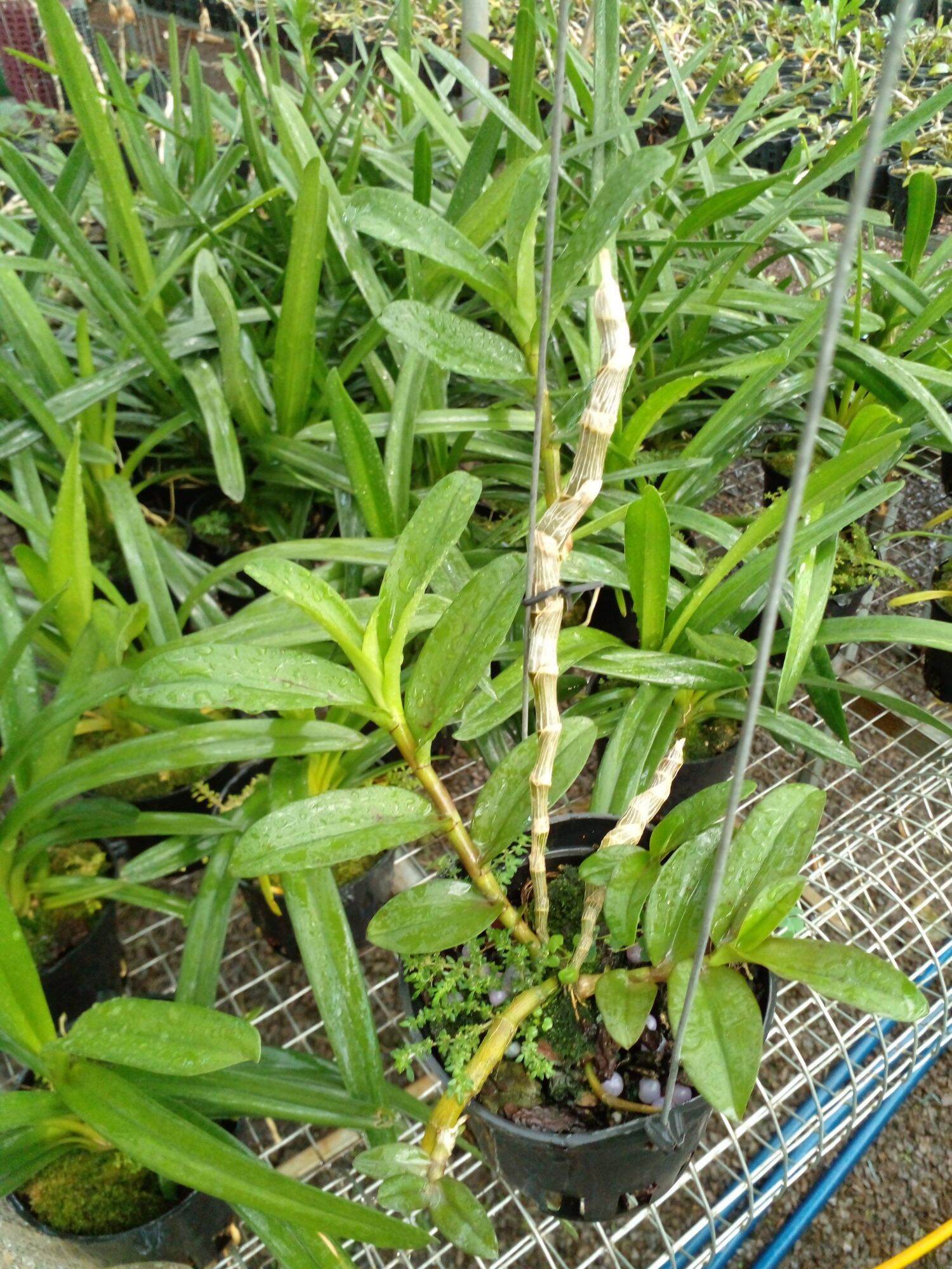 Hoa lan di linh xuân phi điệp