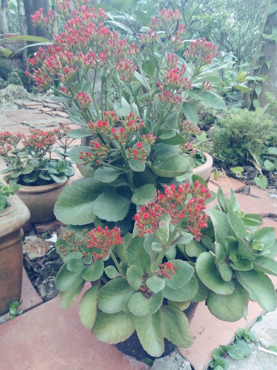 Cây Sống Đời Kiểng Đẹp (đỏ)