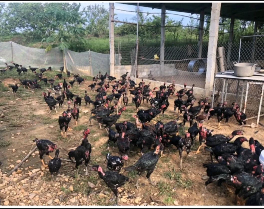 10 Trứng GÀ CHỌI ẤP NỞ. BAO ẤP NỞ