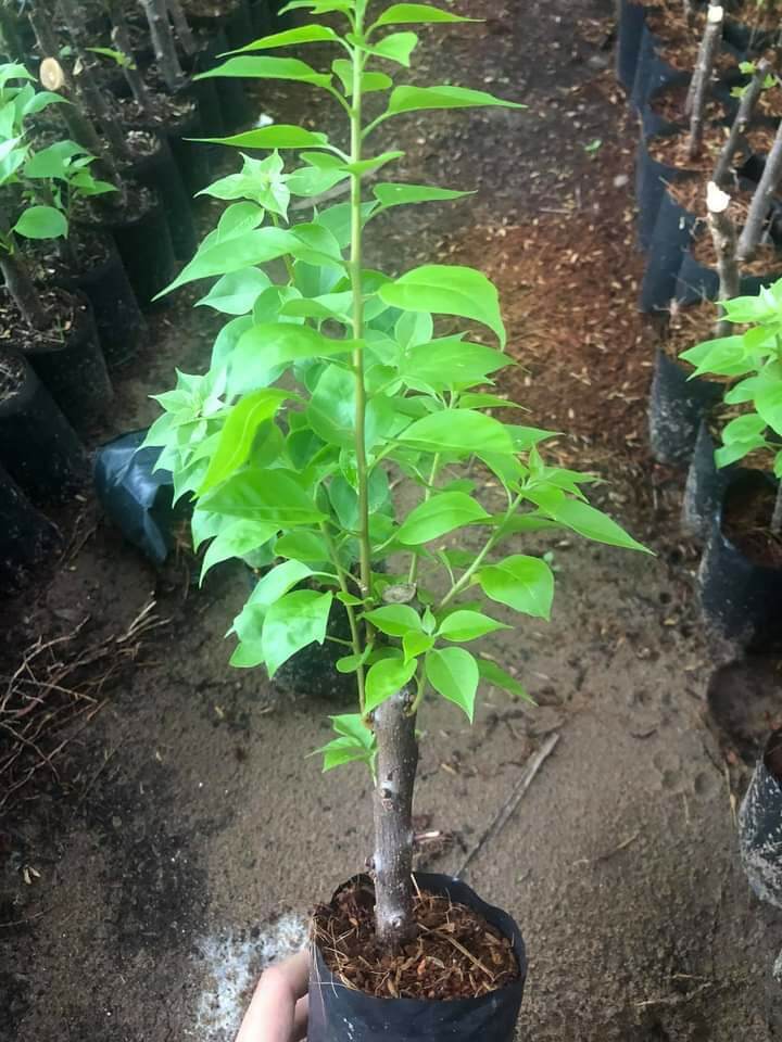 15 cây bông giấy