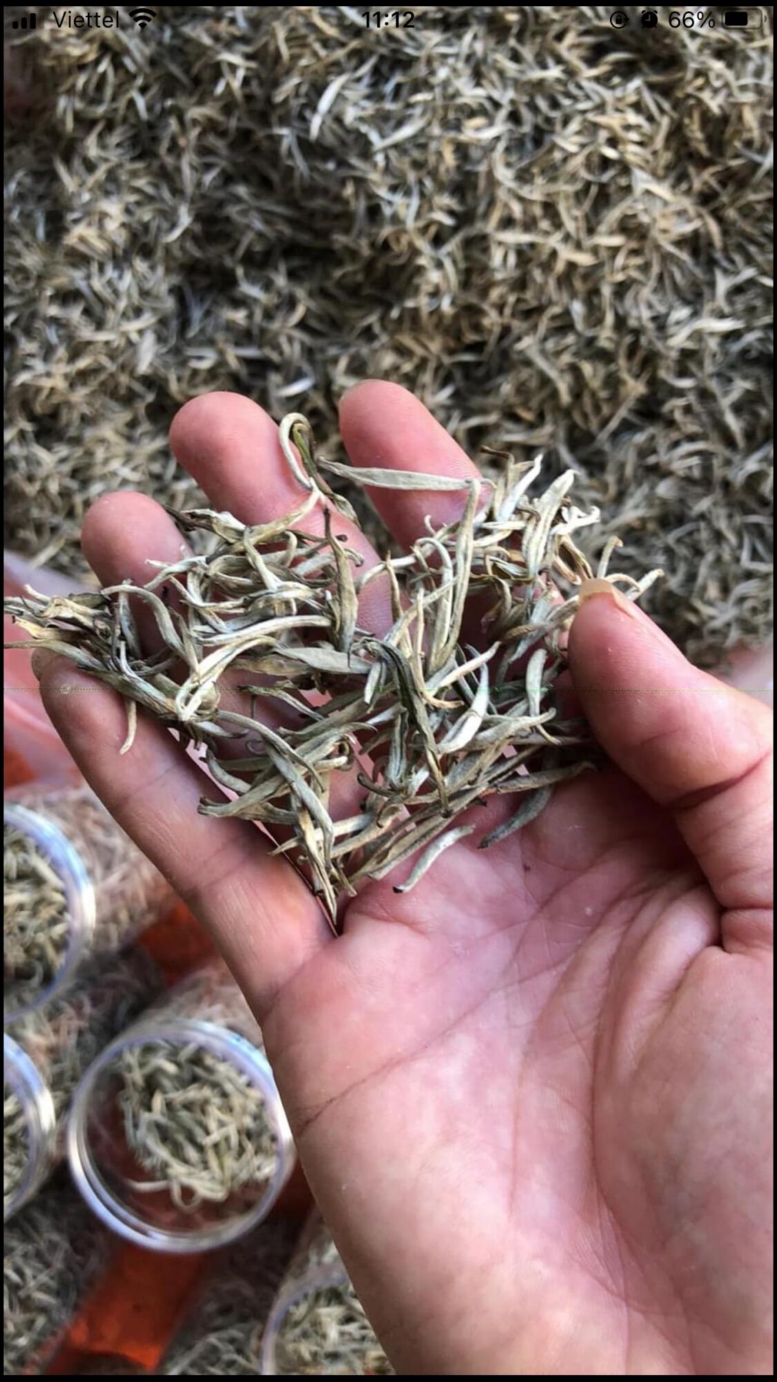 Bạch Trà Cổ Thụ