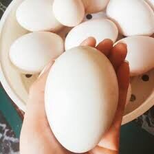 Trứng ngỗng vườn 1 trứng