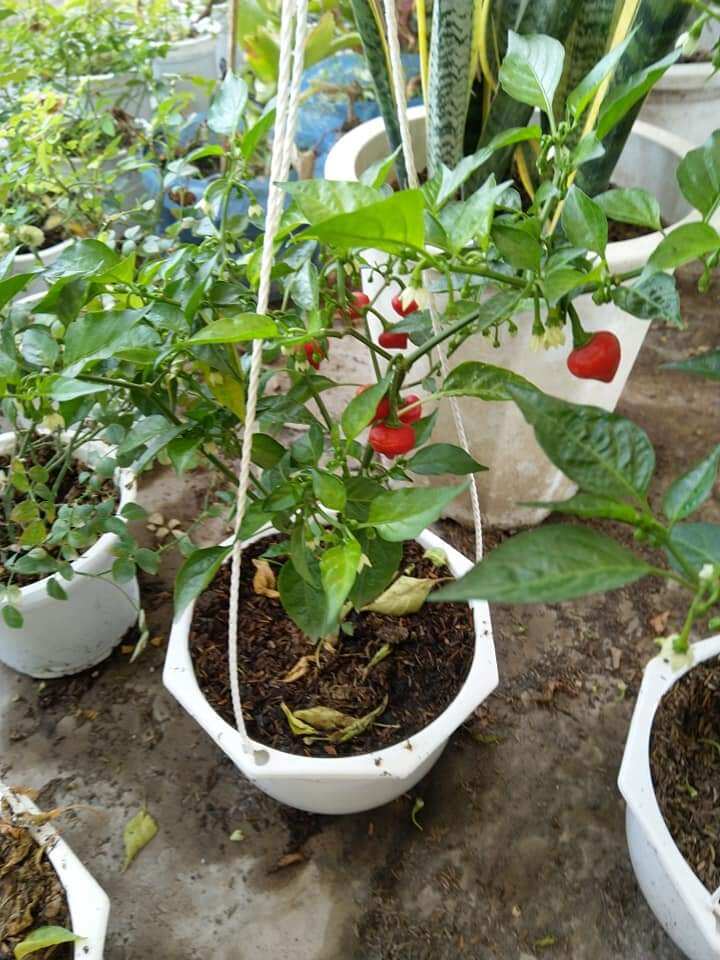 Hạt Ớt trái tim 40 Hạt  giống  chuẩn