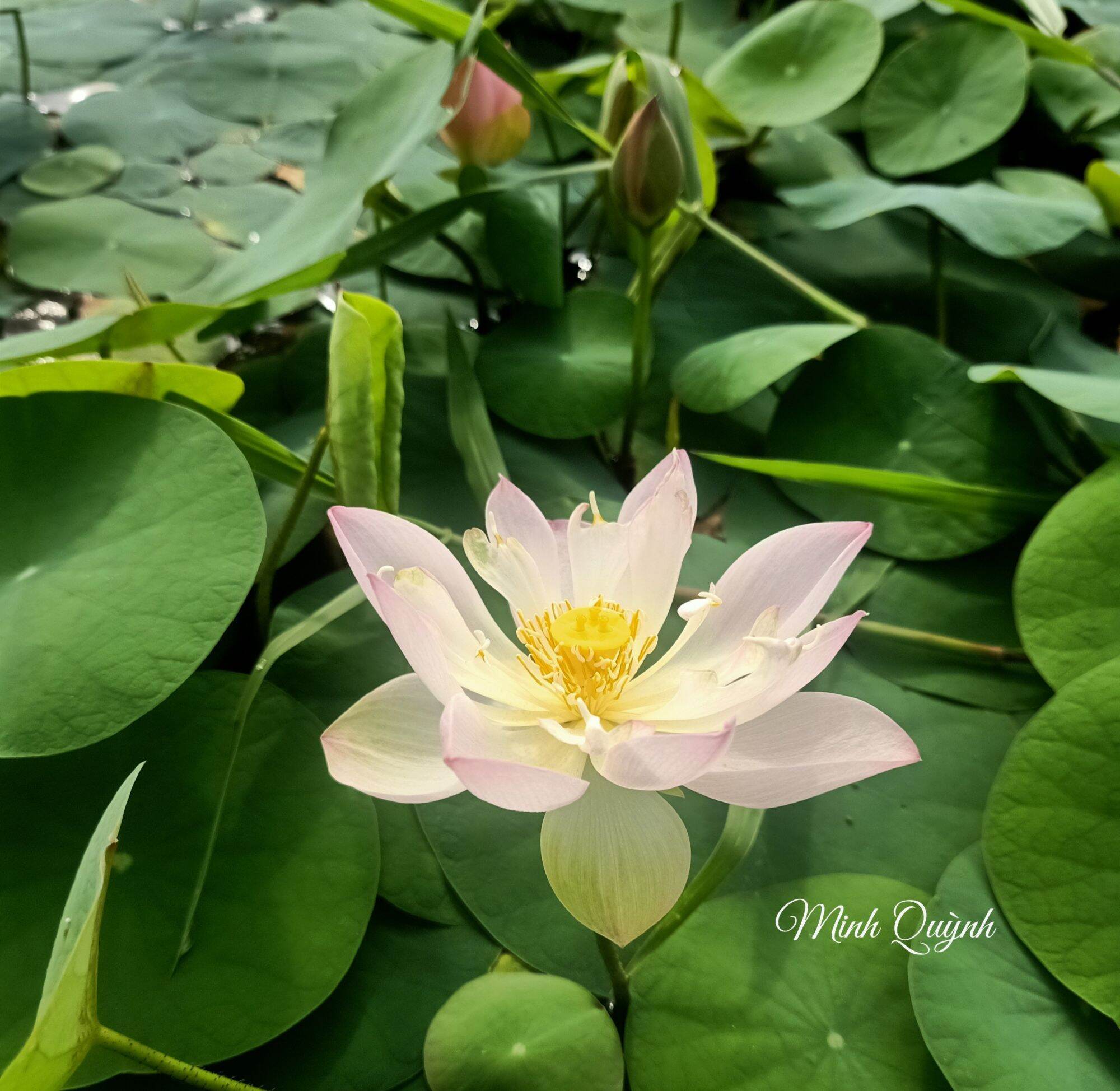 Củ sen mini Keelin
