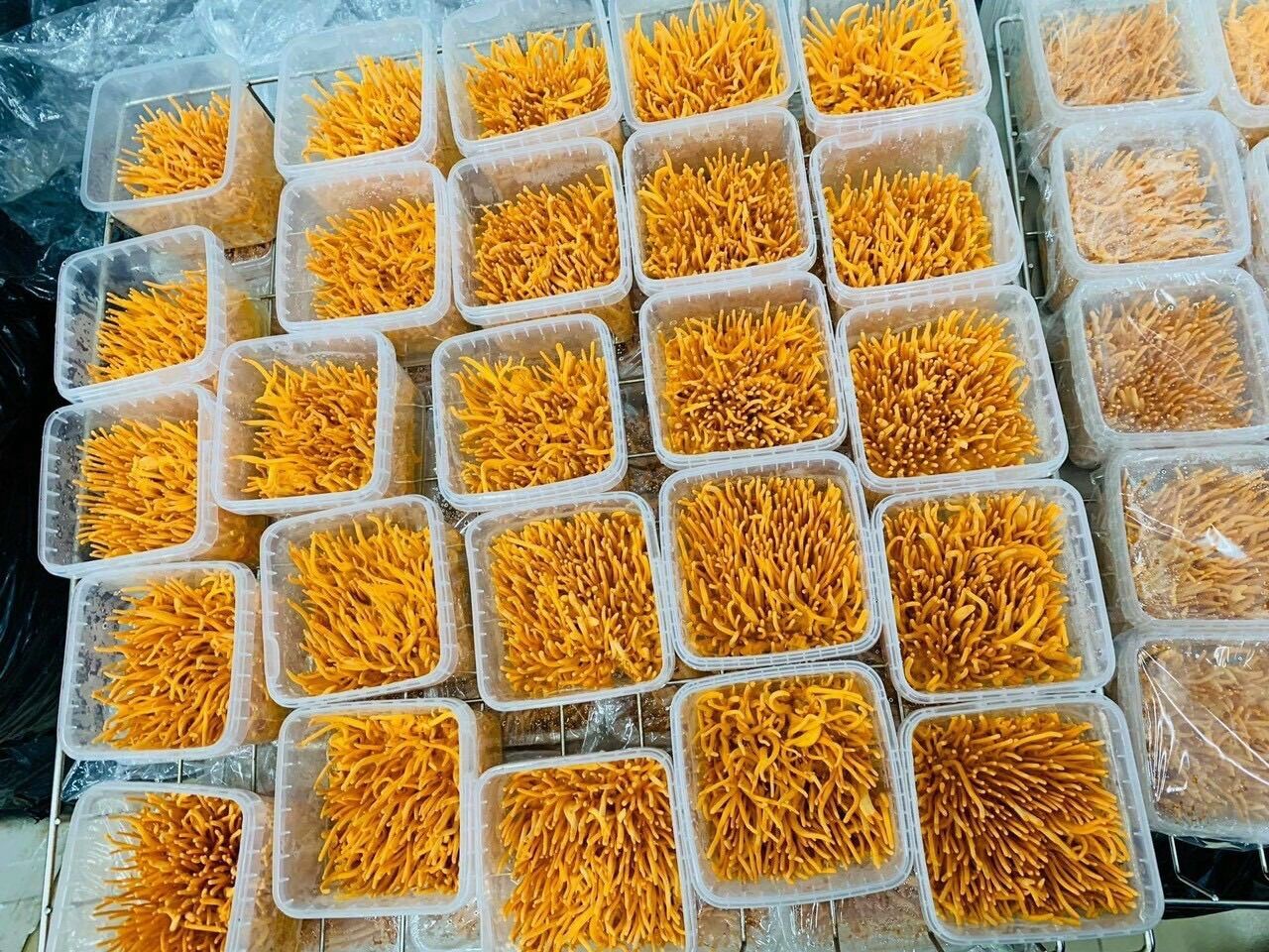 1 hộp nấm đông trùng hạ thảo