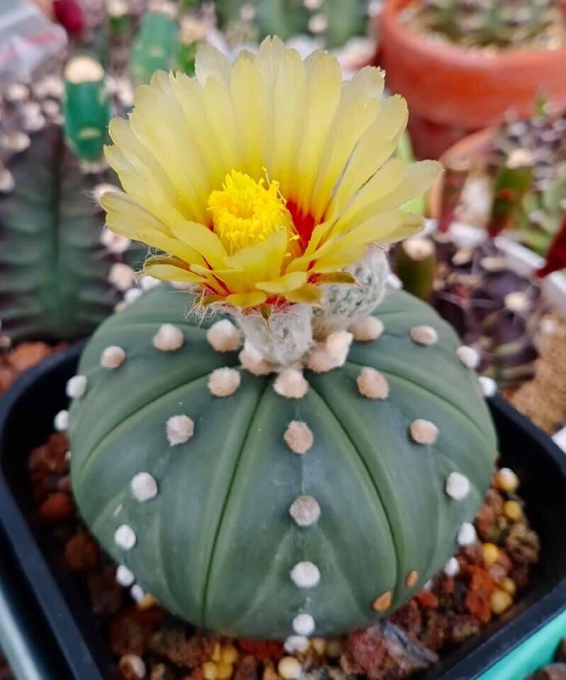 Xương rồng Aster hàng hạt size 5-8cm đang nụ