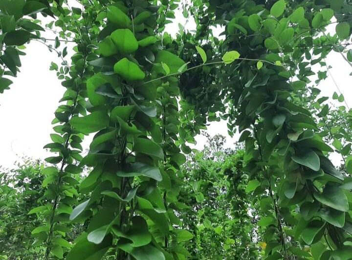 10 Cây sương sâm trơn tặng 1