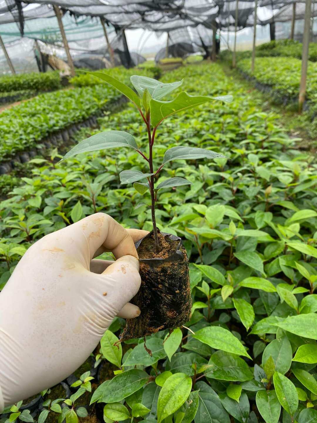 Cây long não đuổi muỗi côn trùng