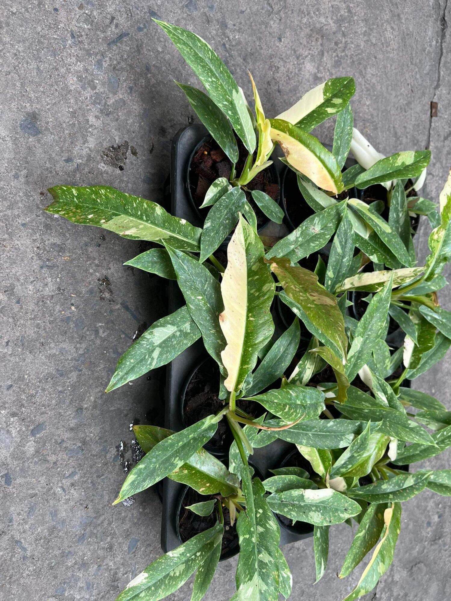 [FREESHIP MAX] PHILODENDRON RING OF FIRE ( TIGER TOOTH) - CUNG ĐÀN VAR - TRẦU BÀ RĂNG CỌP