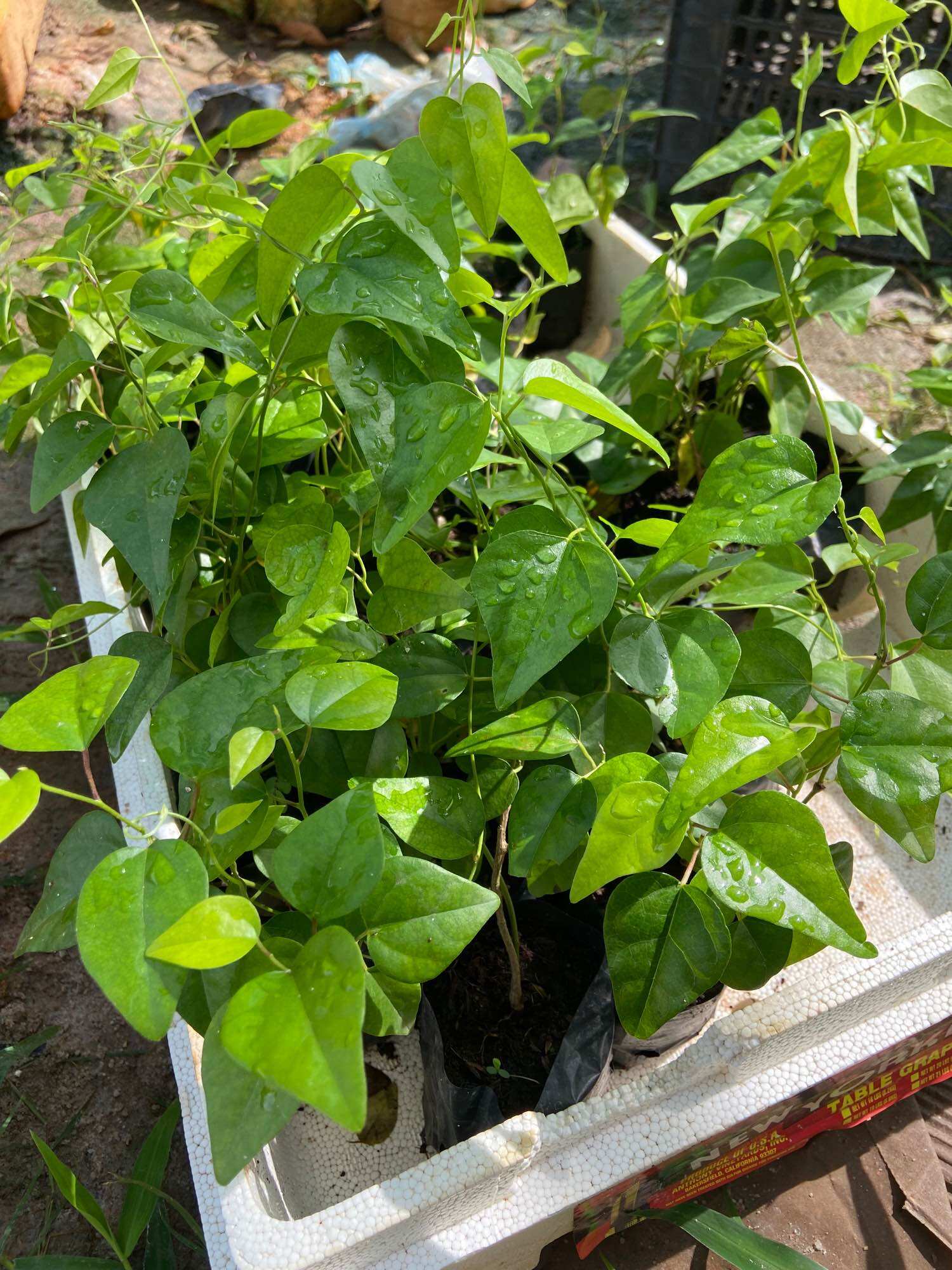 Cây giống sương sâm (sâm trơn)