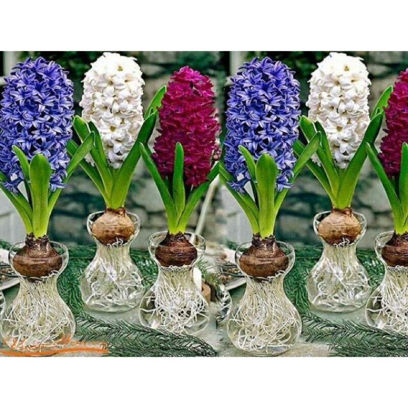 củ hoa tiên ông giá sỉ (10 củ) HOA TẾT
