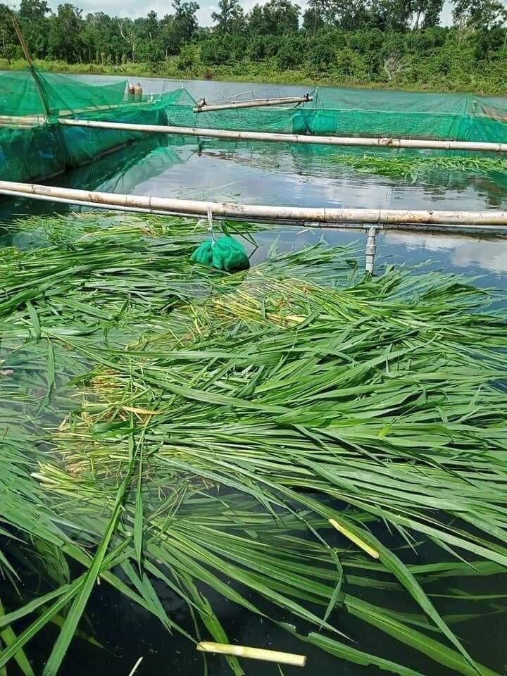 Cỏ sả lá lớn Ghine Monbasa gói 100g