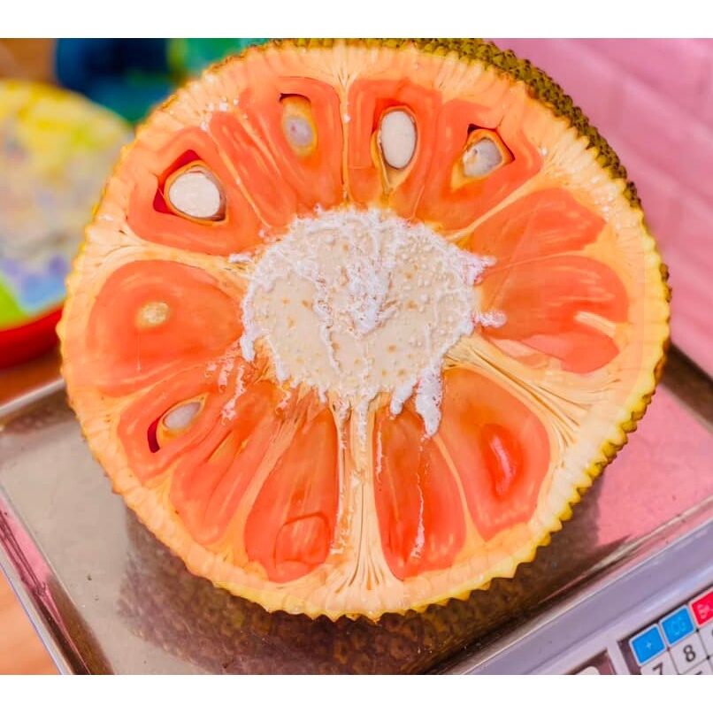 Cây giống Mít ruột đỏ sơ vàng indo lá bầu