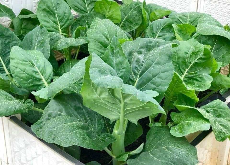 Hạt giống cải rổ