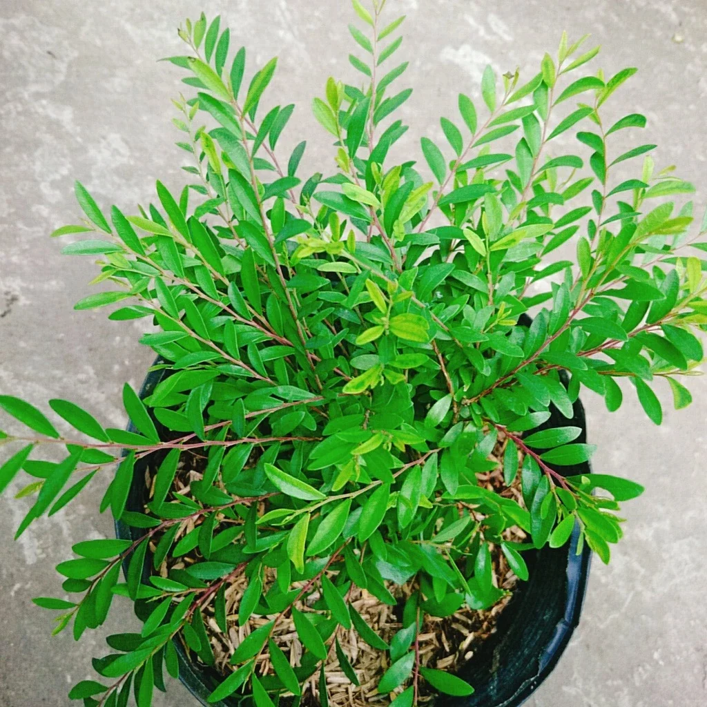 cây sơn liễu thái