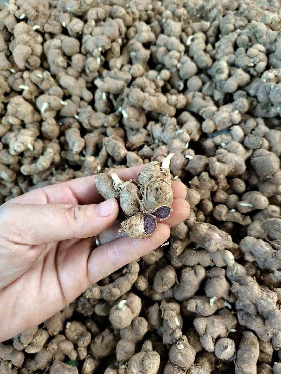 200g Gừng đen ĐỂ GIỐNG ( NGẢI ĐEN) MỌC MẦM CAO