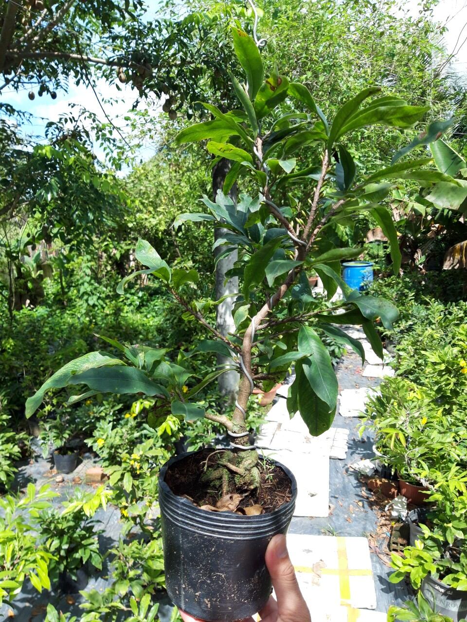 Mai đại lộc, đế đẹp