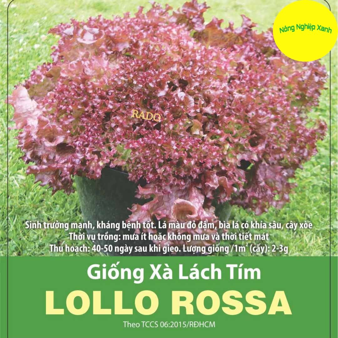 Hạt giống xà lách xoăn tím lolo dễ trồng