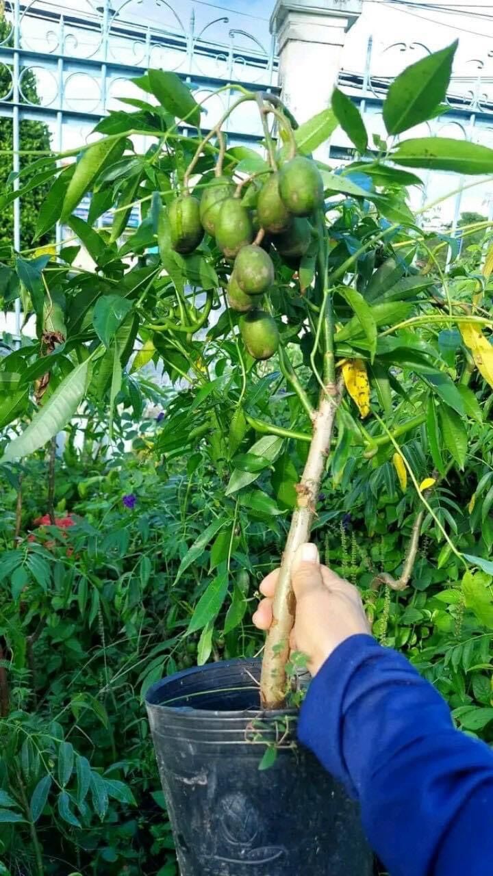 Cây giống cóc thái lùn