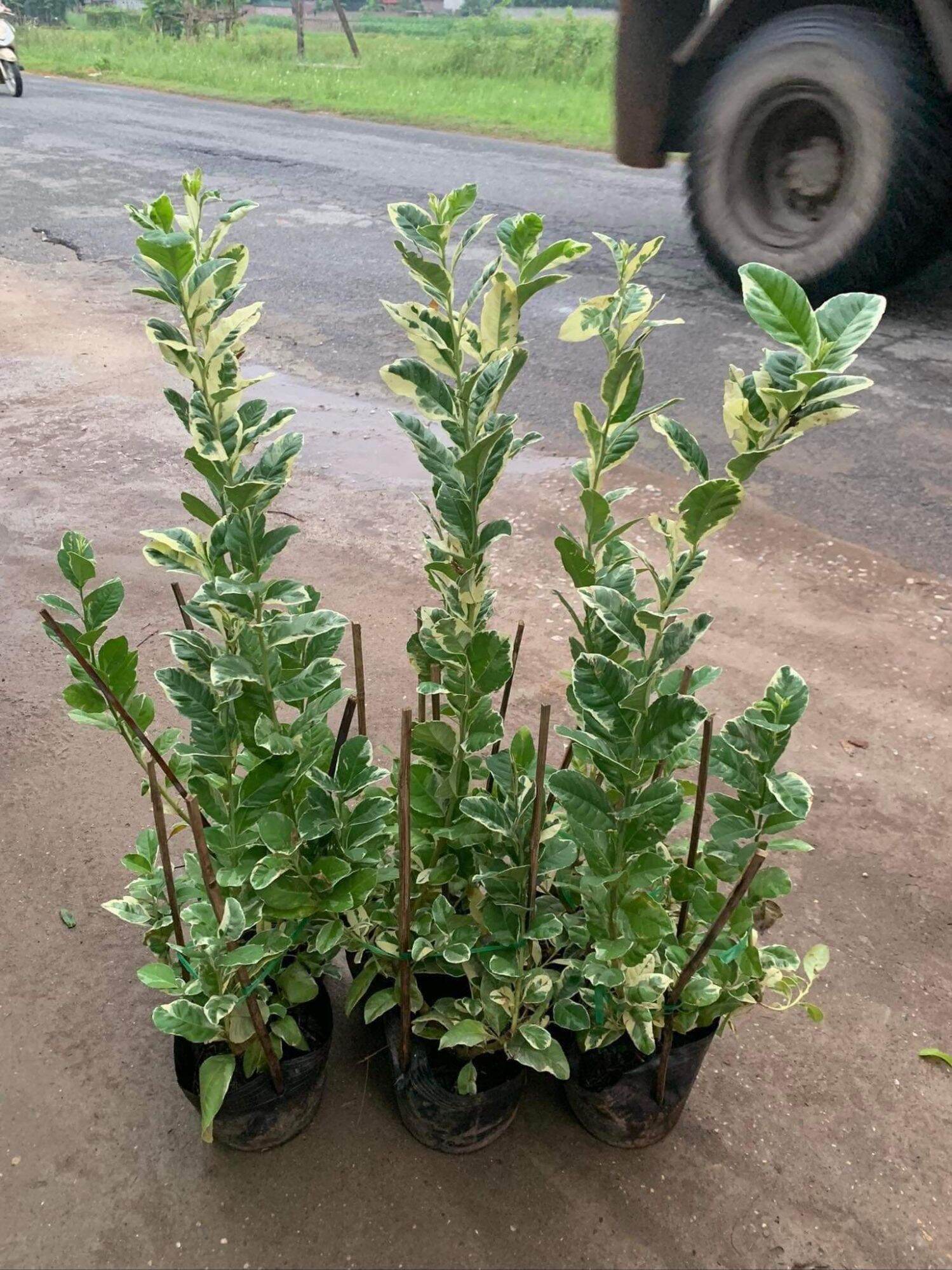Cây giống chanh cẩm thạch