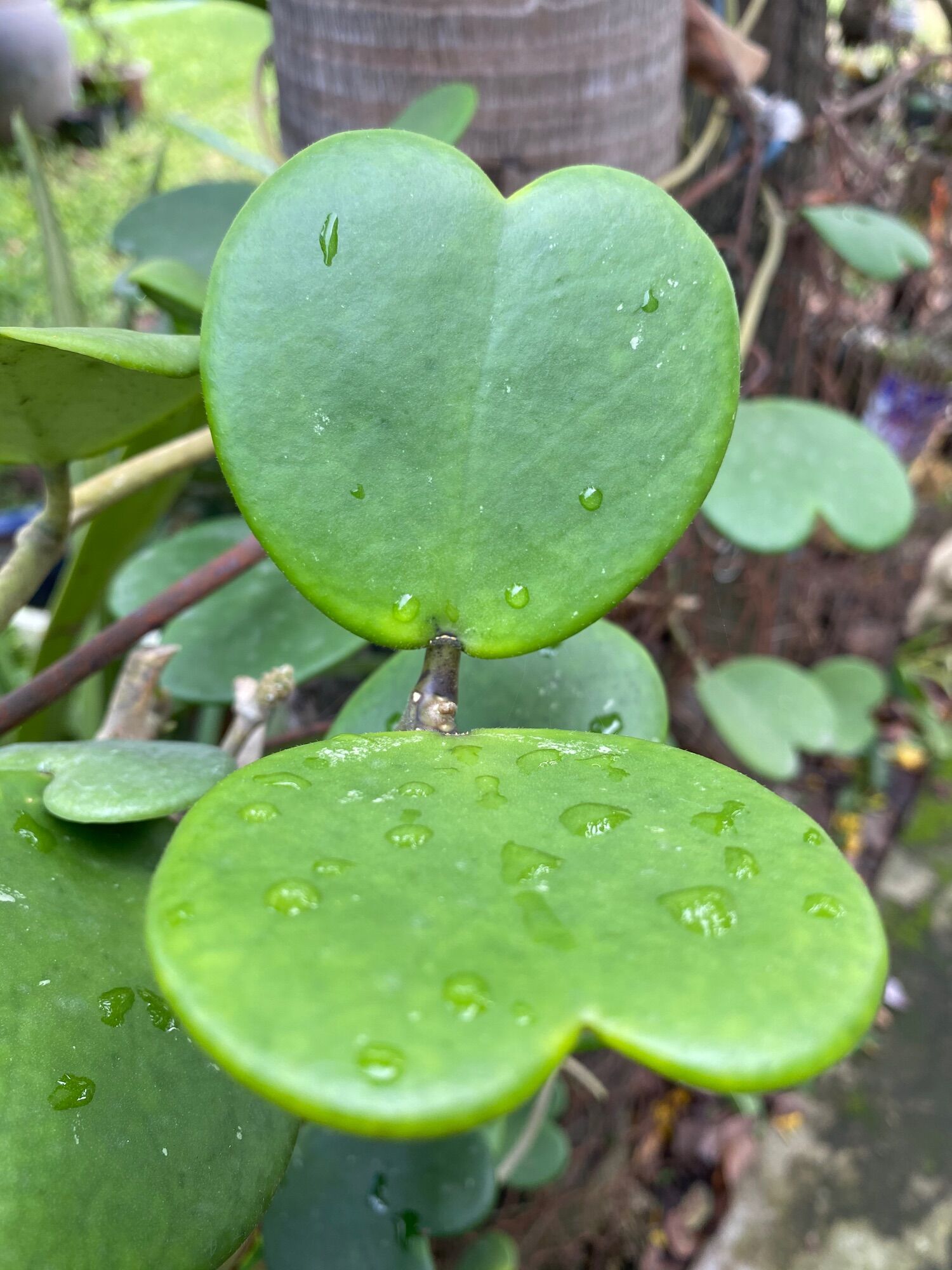 Cẩm cù lá tim xanh- Kerii ( giao gốc không bao gồm chậu )