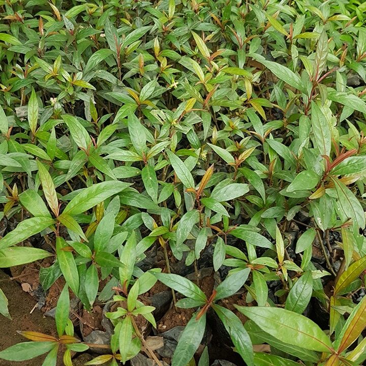 Cây giống Hoàn Ngọc Đỏ. CÂY CON KHỈ(ảnh thật)