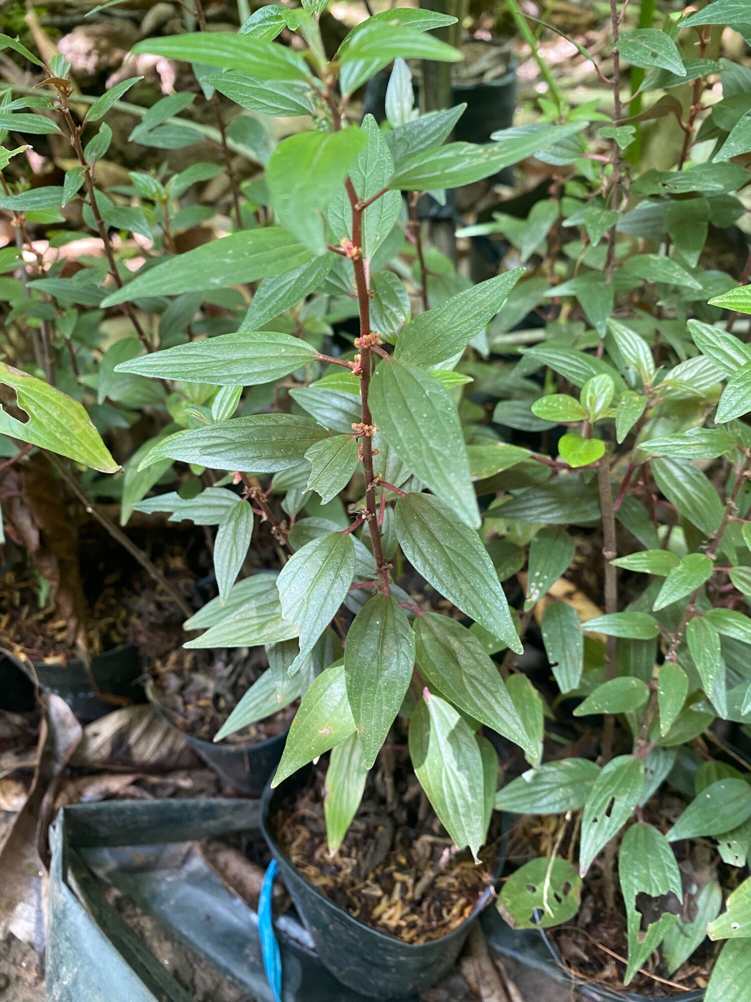 CÂY THUỐC DÒI TÍA  ( cây bọ mắm )