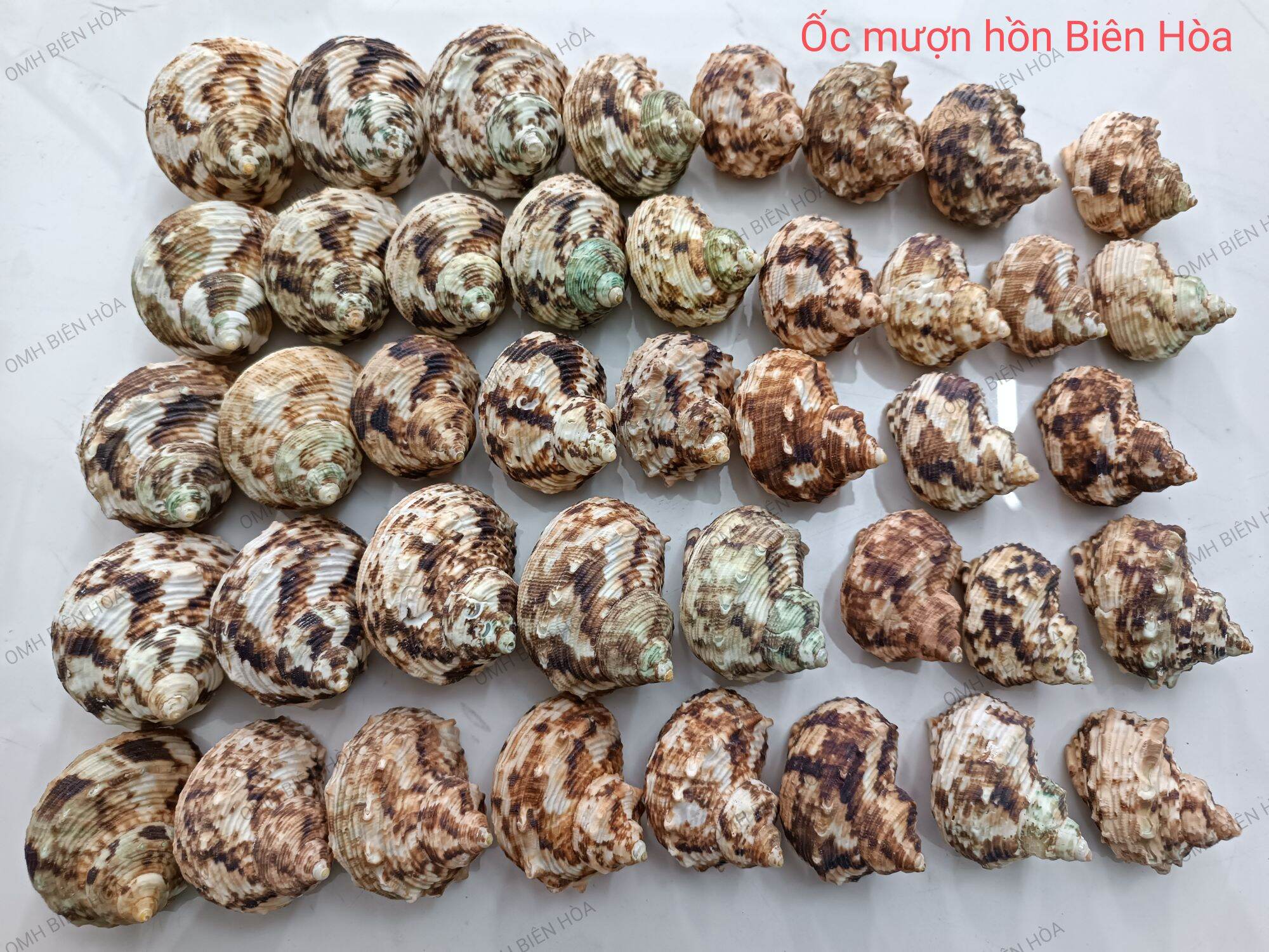 Vỏ ốc biển cừ vàng .Ốc mượn hồn Biên Hòa