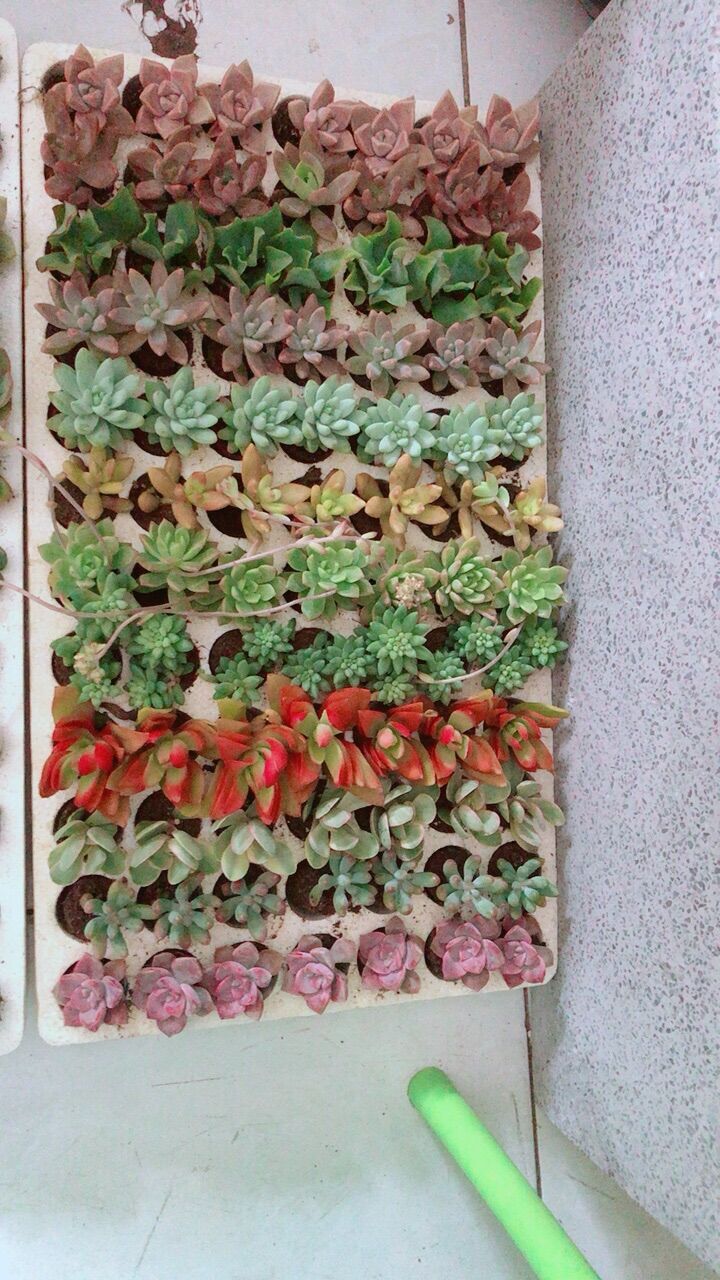 84 Cây Sen Đá Nhỏ