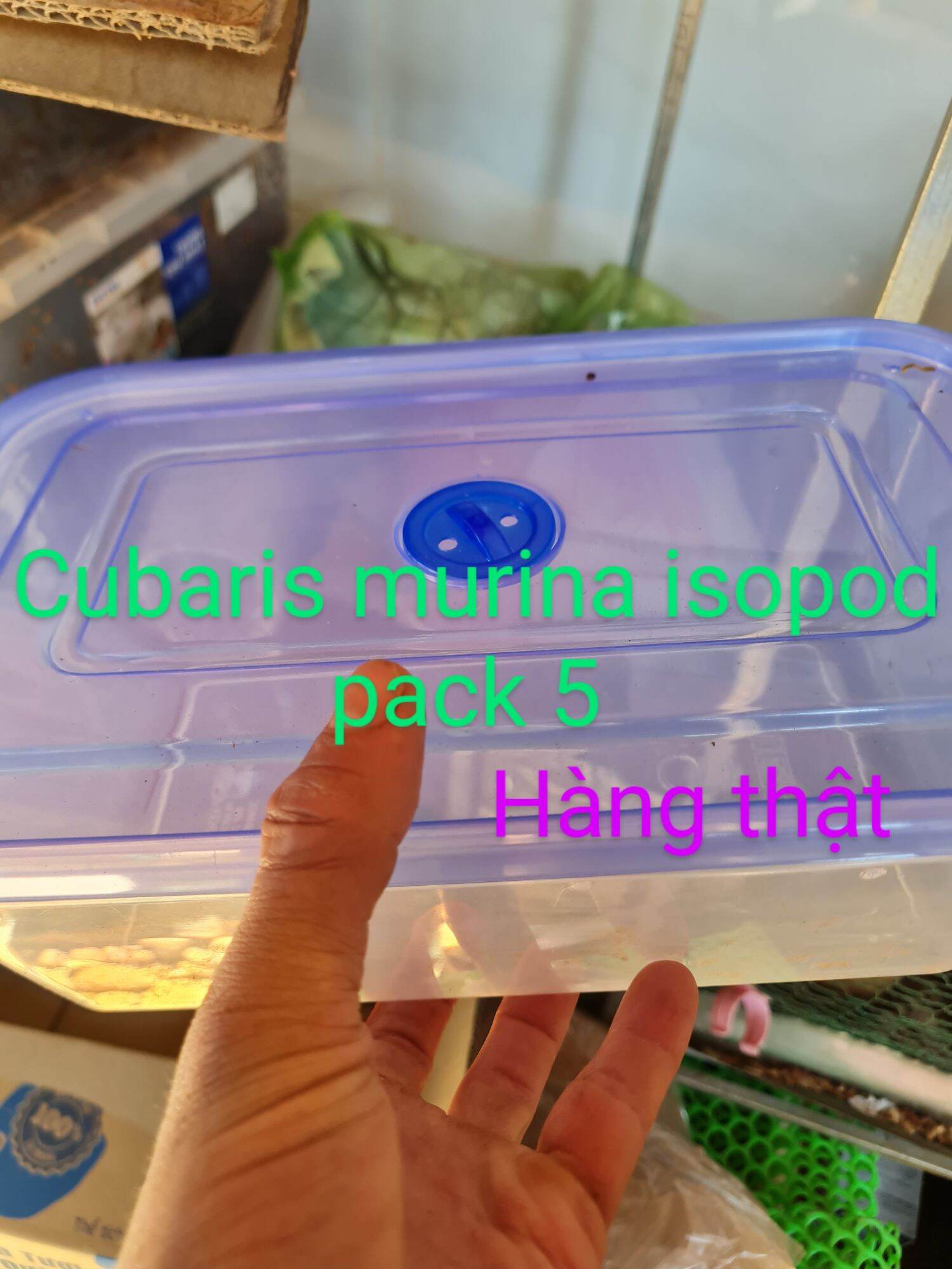 Hộp chứa được loài cubaris murina isopod pack 5 (hàng thật)