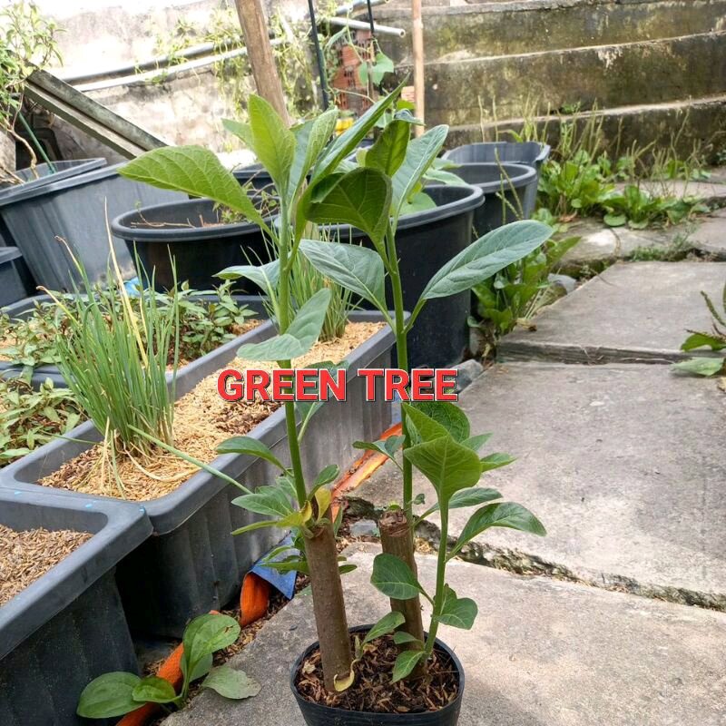 Cây giống mật gấu(cây lá đắng) chậu 2 cây