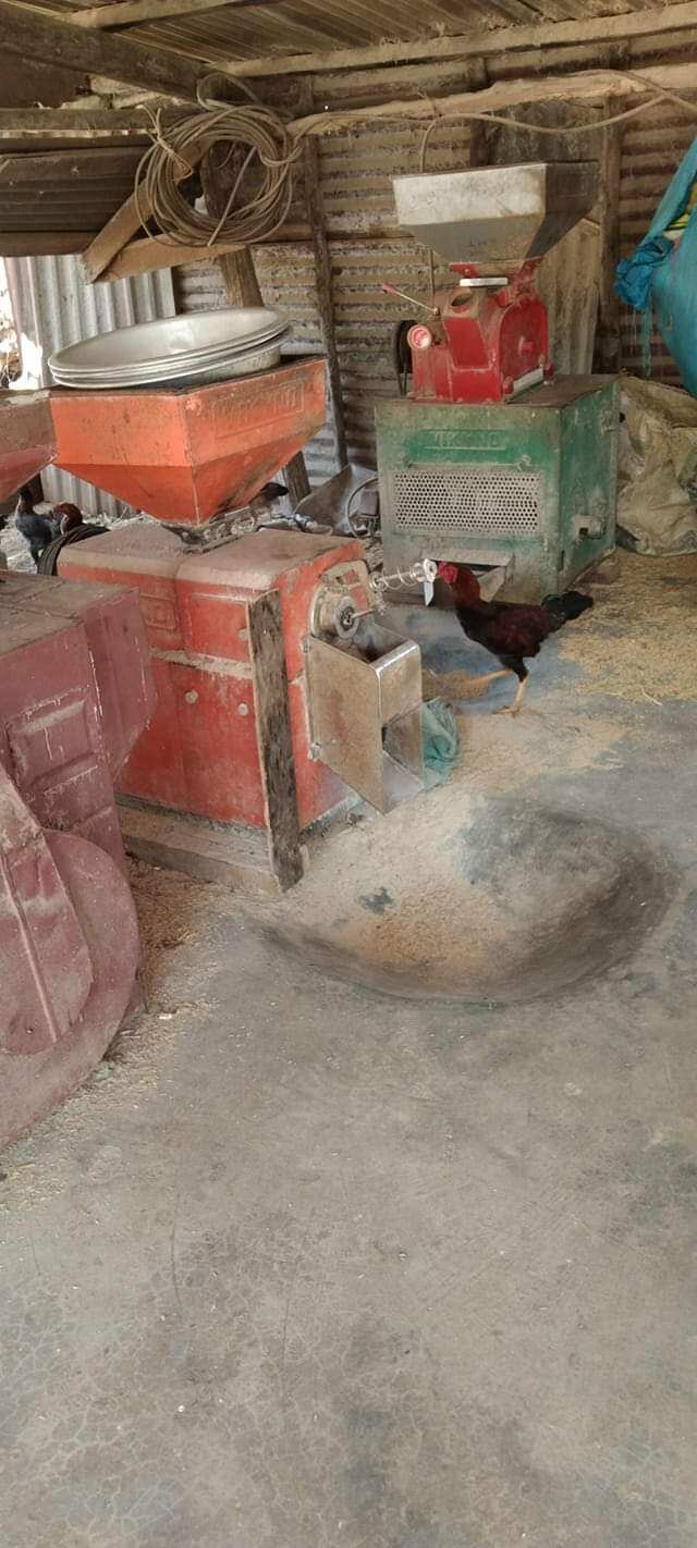 gạo tám xoan ( chuẩn gạo tám quê)