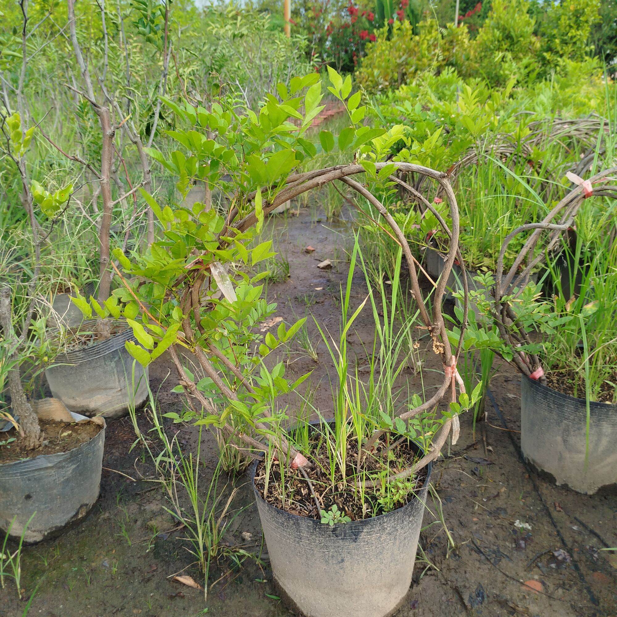 Chậu Hoa Tử Đằng
