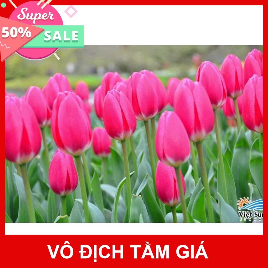 Củ hoa tuylip giá sỉ 7k