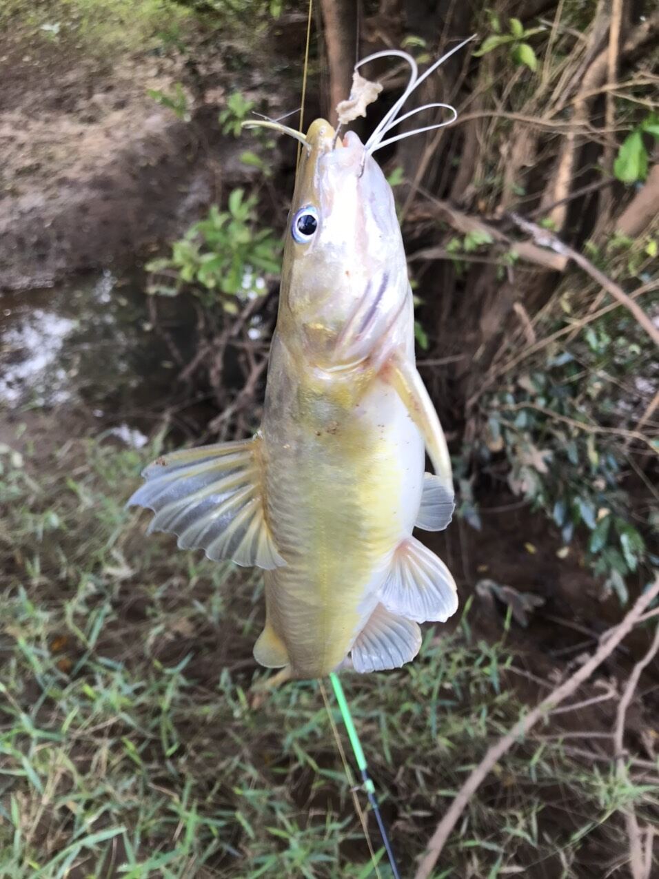 MỒI CÂU CÁ LĂNG NHÃN ĐEN THAILAND 200G