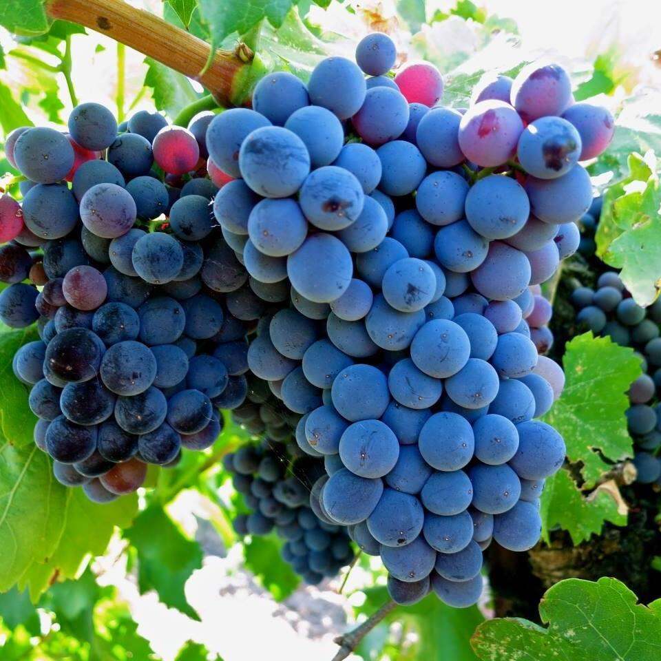 CÂY NHO LÙN PHÁP F1,CÂY GIỐNG CHẤT LƯỢNG CAO , QUẢ NGỌT ,SAI QUẢ,GIỐNG CHUẨN VÀ KHOẺ MẠNH - VIỆN NGHIÊN CỨU RAU QUẢ HÀ NỘI