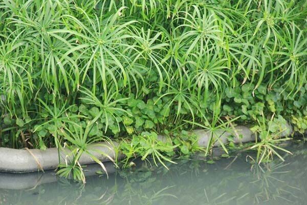 Cây thuỷ trúc lọc nước
