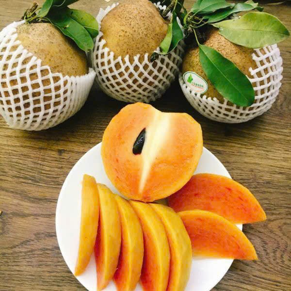 Cây Giống Sapo Mexico