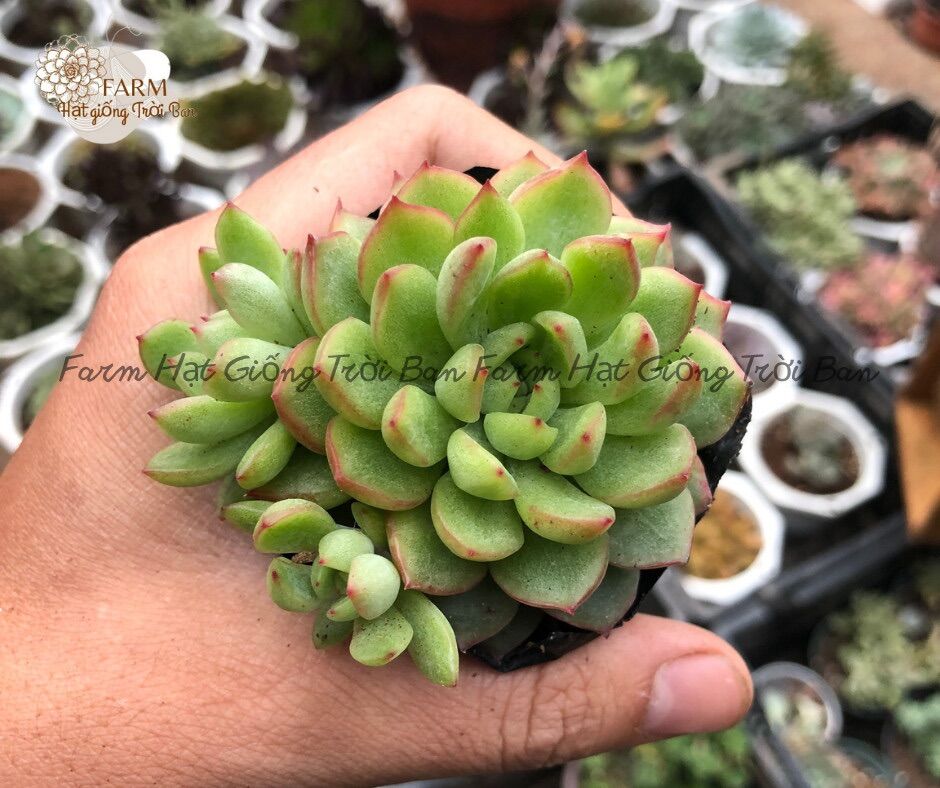 Combo 5 cây sen đá size bầu ngầu nhiên 🥹 hàng đẹp 5-7cm 😀 xuất vườn đà lạt 🥹 đã thuần khí hậu