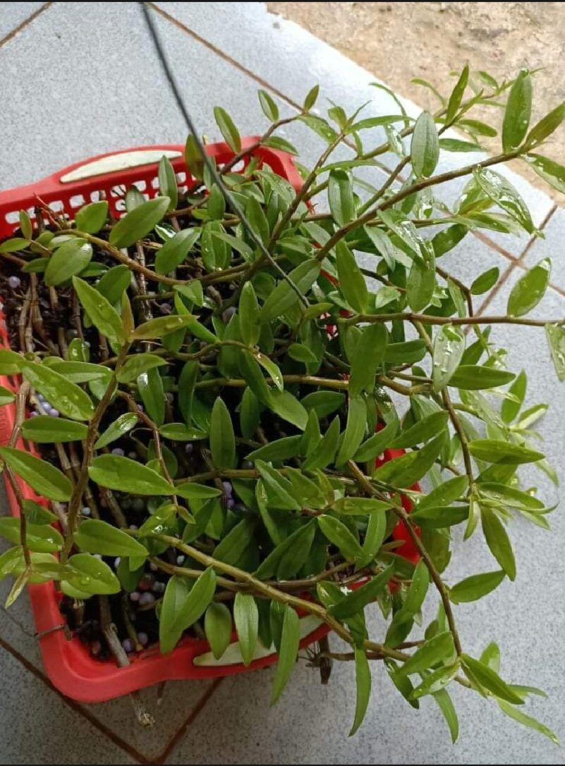 Combo 10 cây mô vỉ dâu Nhật Hana