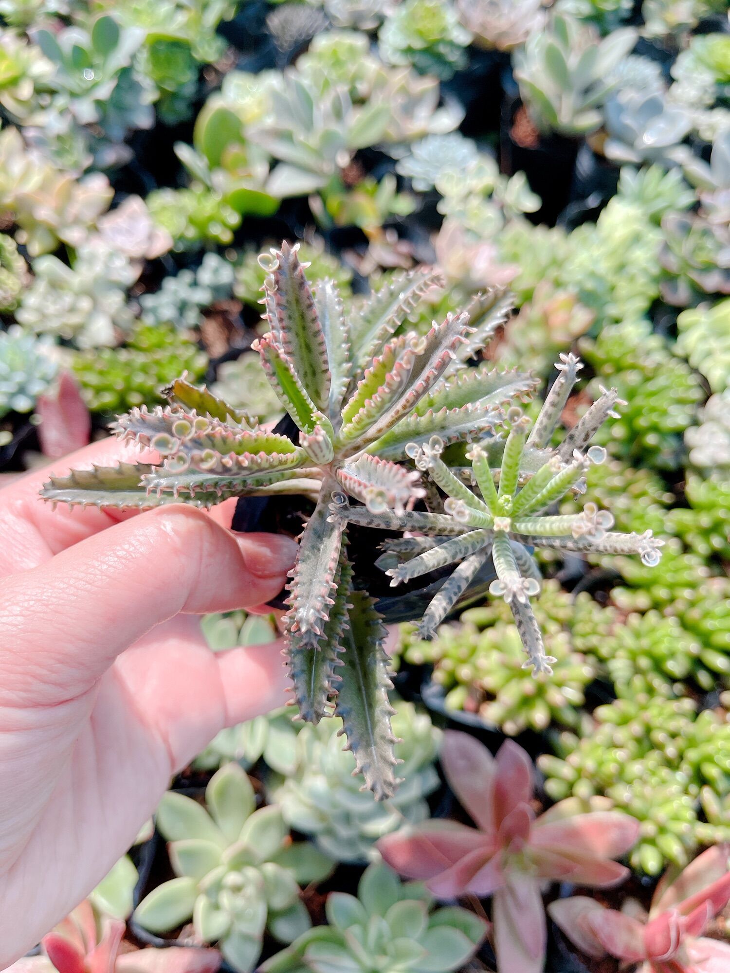 Sen đá thằn lằn size bầu 3-5 cm xuất vườn đà Lạt