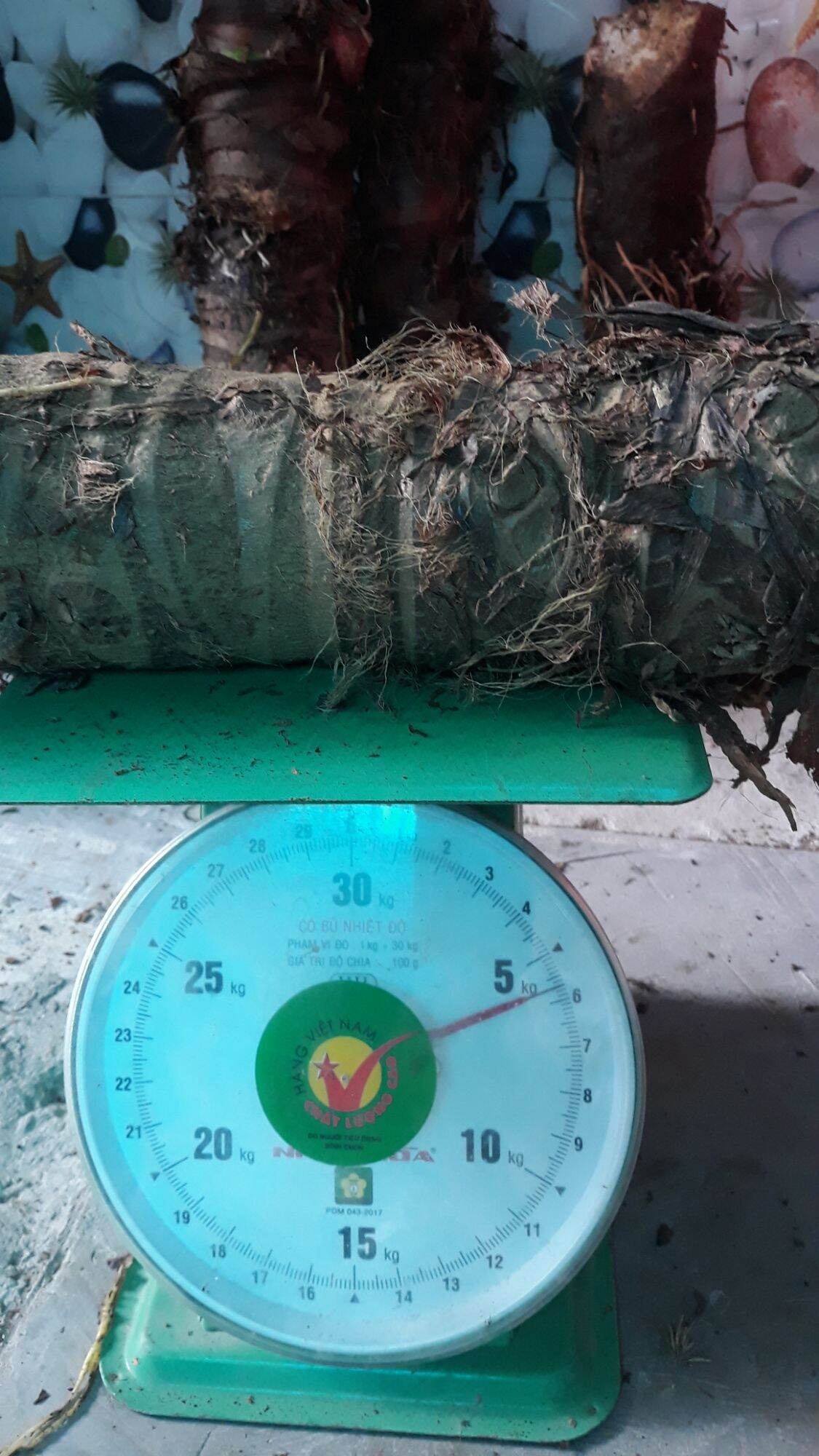 Combo 5kg=1 củ bạc hà núi tươi mới, chuẩn củ núi lâu năm, rất chất lương