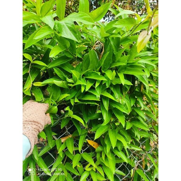 CÂY GIỐNG LÁ MƠ(LÁ THÚI ĐỊCH) làm bánh.. CÓ 2 LOẠI..CÂY GIỐNG(ảnh thật)..(mua 5 tặng1).LÁ MƠ 55k/kg