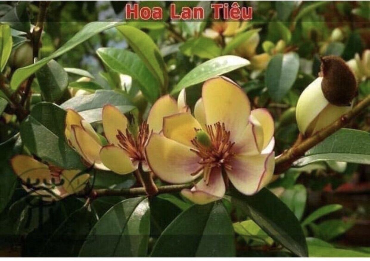 Cây giống hoa Lan tiêu