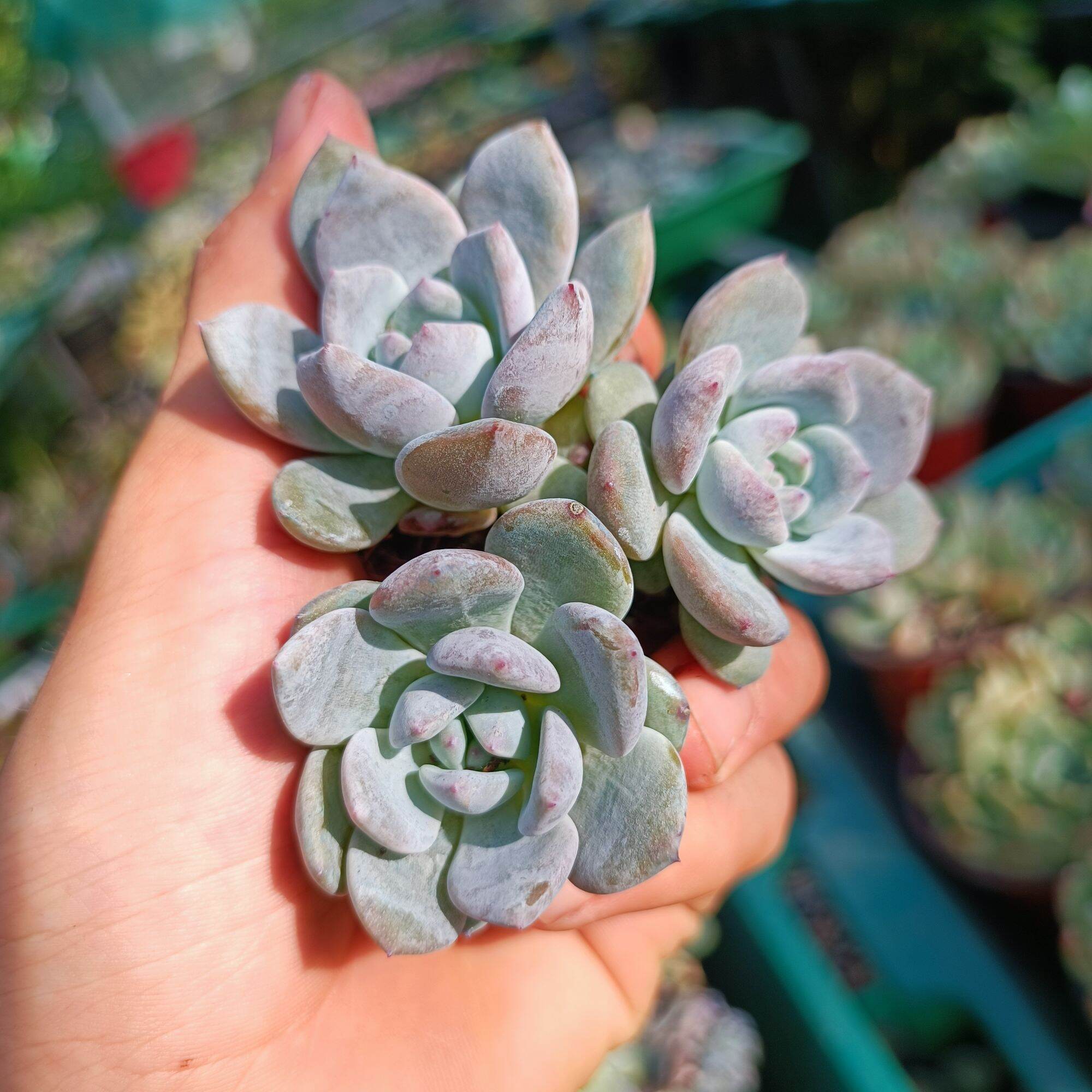 Sale++ sen đá monroe siêu đẹp size 3.5_4 cm.