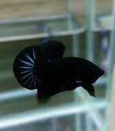 Betta Super Black - Full Đen