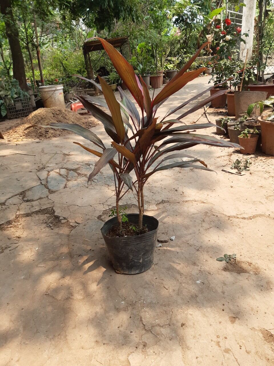 cây huyết dụ như ảnh