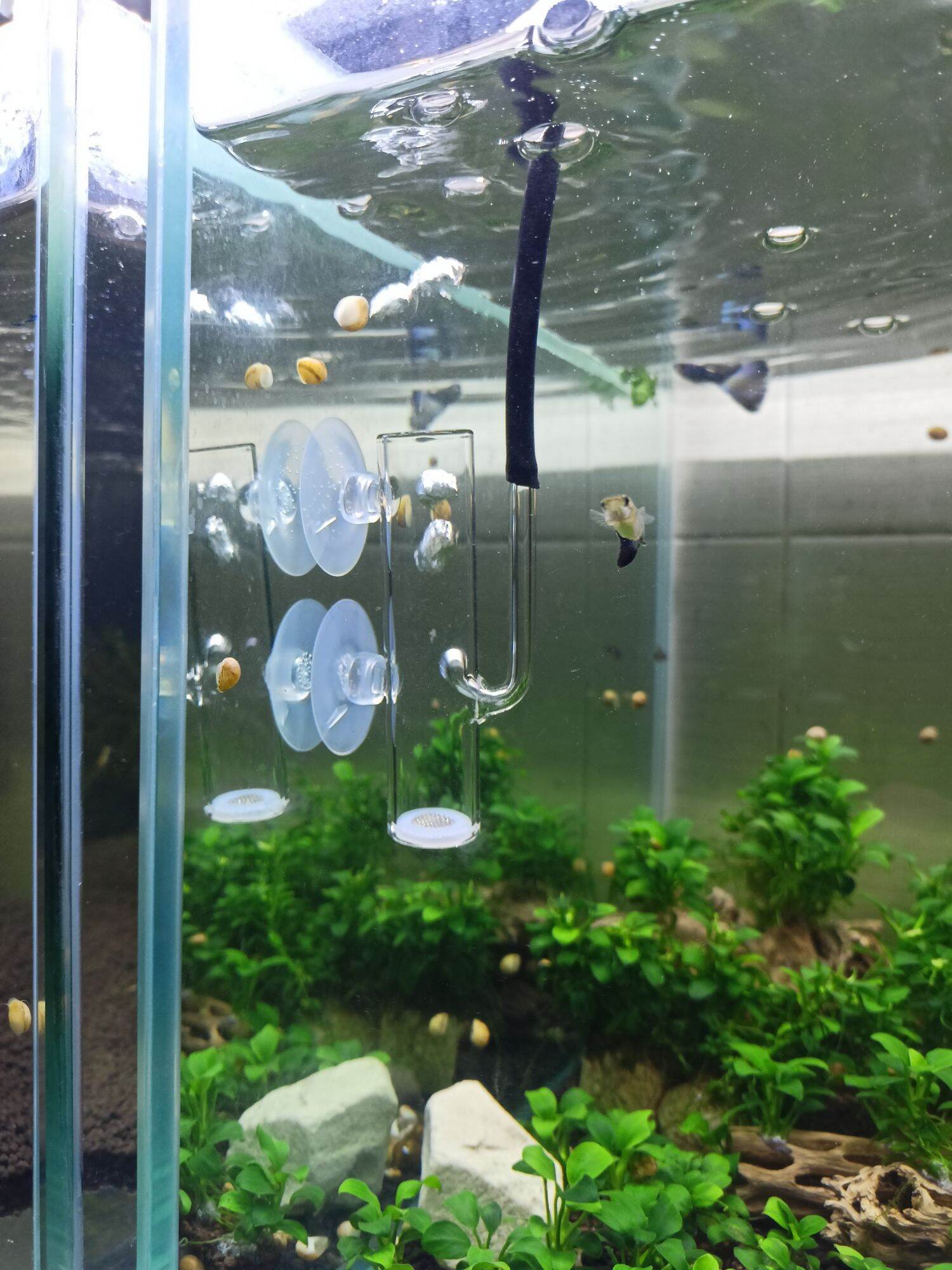 Lồng Ấp Trứng Cho Tép Cảnh